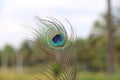 TheÃÂ peacockÃÂ tail, known as a train, consists not of tail quillÃÂ feathers, but highly elongated upper tail coverts.